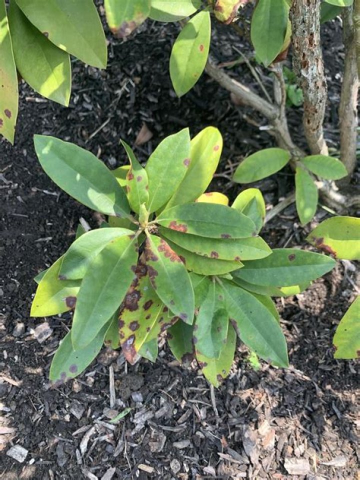 How do you fix a sick rhododendron
