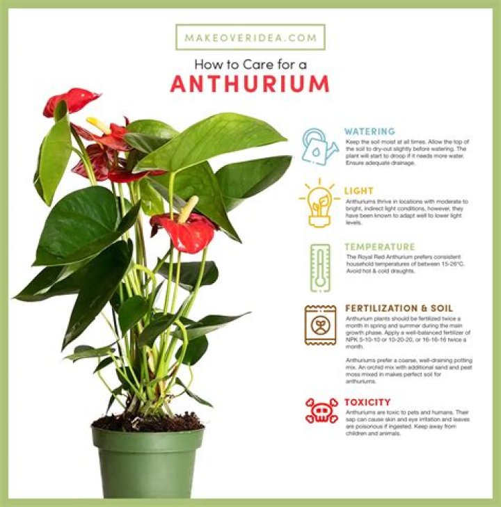 How do you get anthurium to bloom again