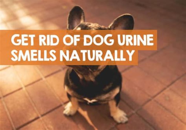 How do you get rid of animal urine smell