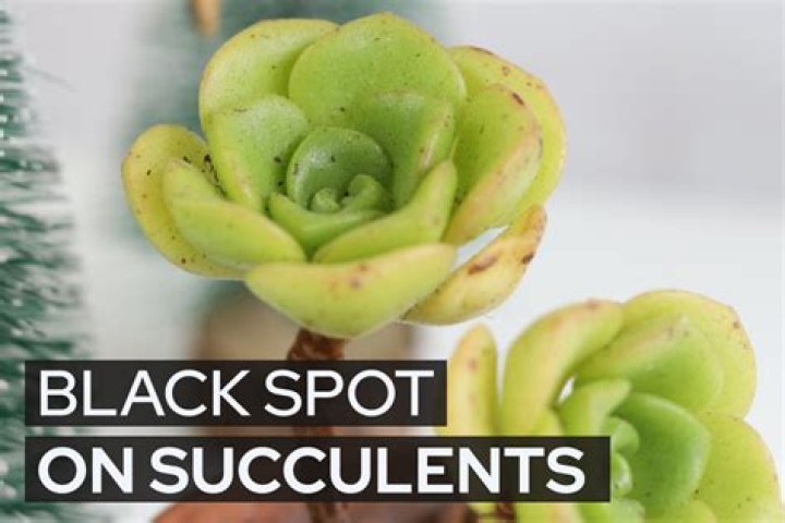 How do you get rid of black spots on succulents