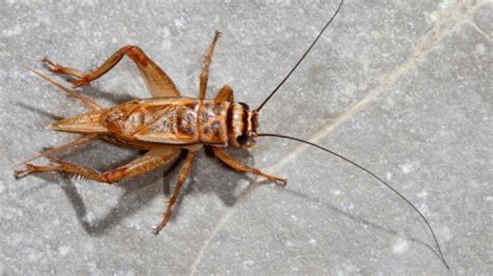 How do you get rid of brown crickets?