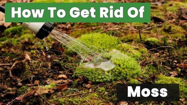How do you get rid of moss on plant beds