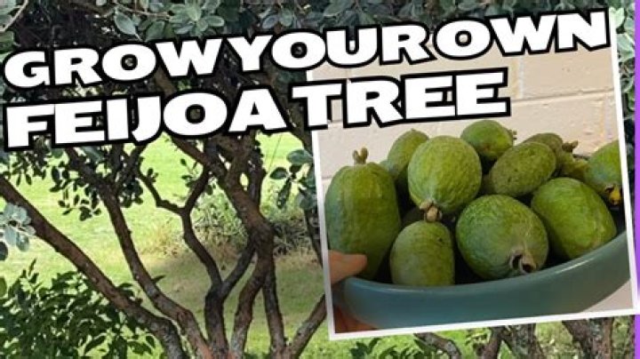 How do you grow a feijoa tree
