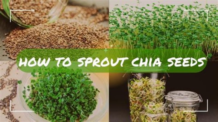How do you grow chia seeds from sprouts
