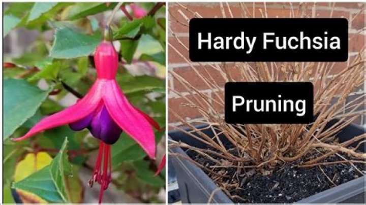 How do you grow hardy fuchsias