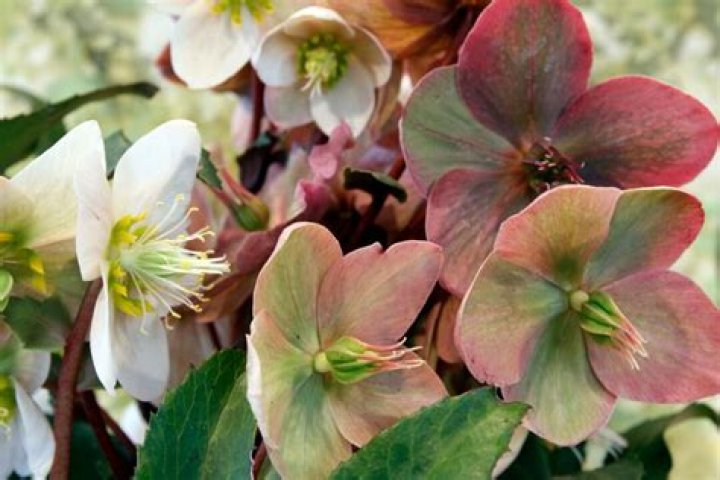 How do you grow Helleborus niger?