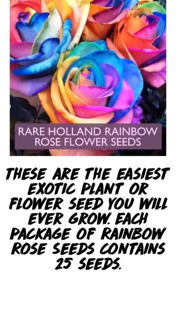 How do you grow rainbow rose seeds