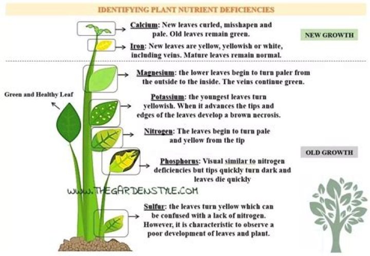 How do you identify nutrient deficiency in plants