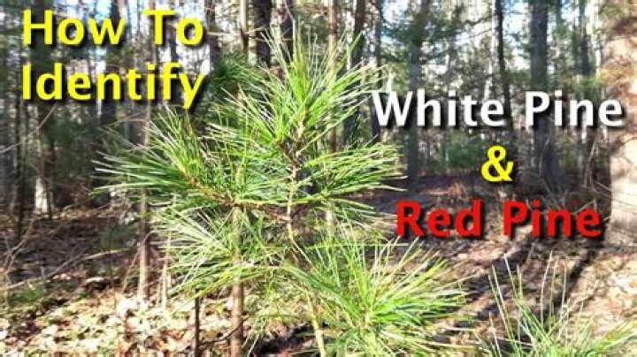 How do you identify whitebark pine