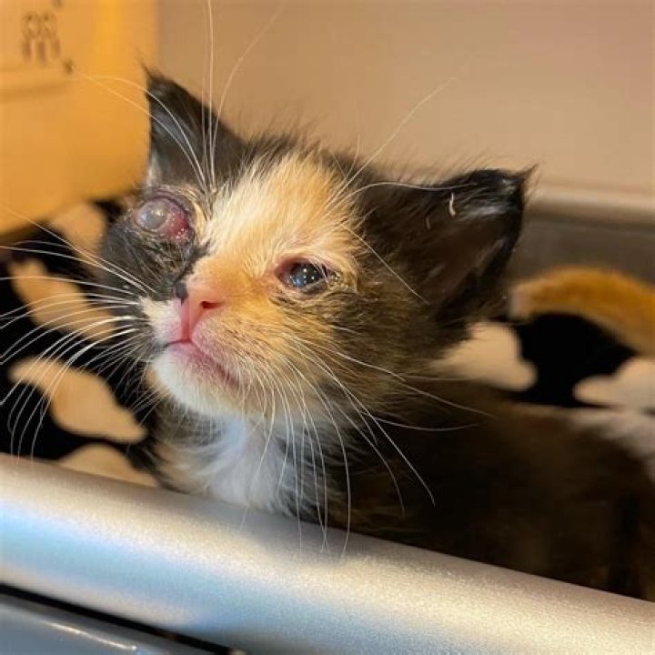 How do you keep a kitten warm