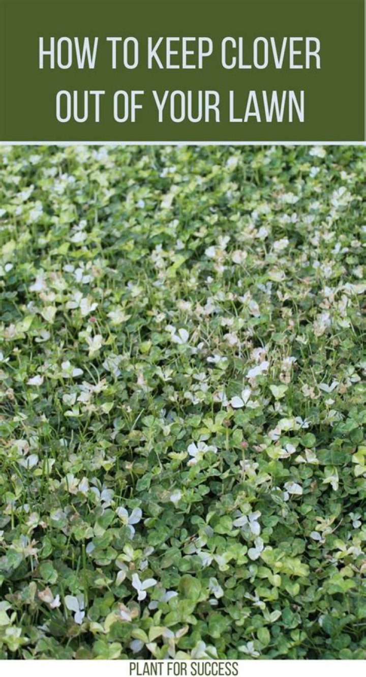 How do you keep clover in your yard