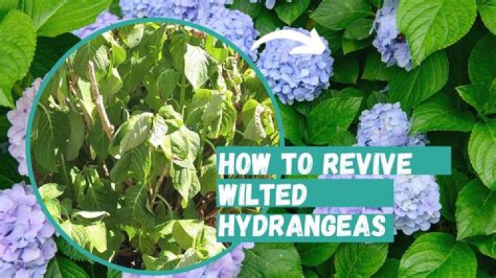 How do you keep hydrangeas from wilting?