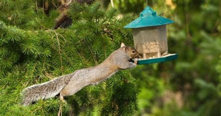 How do you keep squirrels from eating bird seed