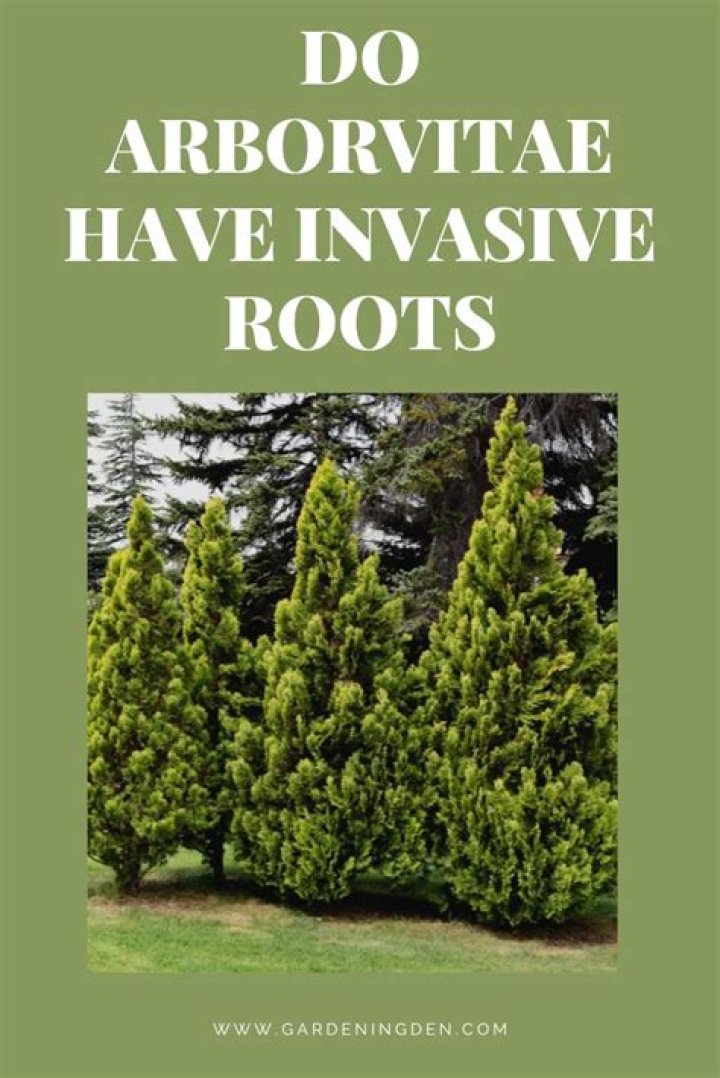 How do you kill arborvitae roots