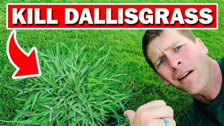 How do you kill Dallisgrass in a centipede