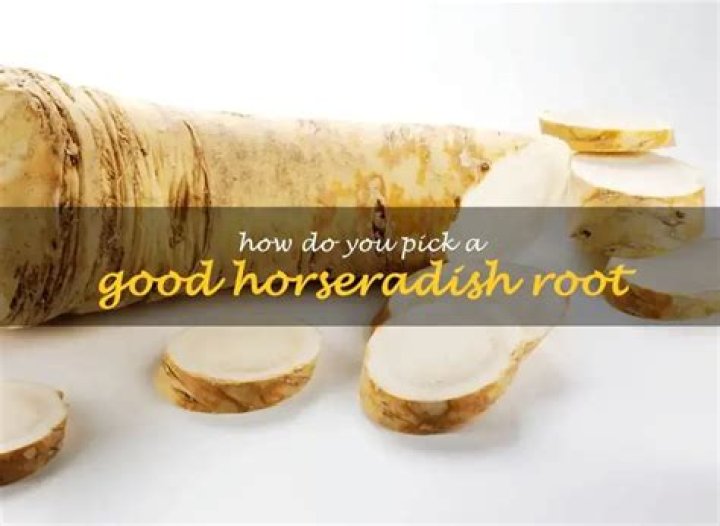 How do you pick horseradish?