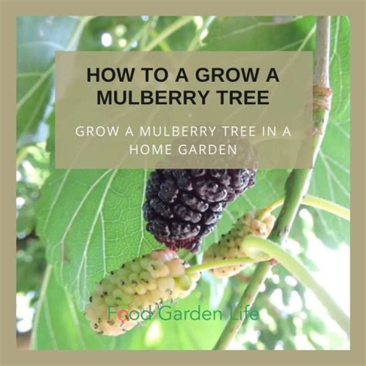How do you plant a mulberry tree