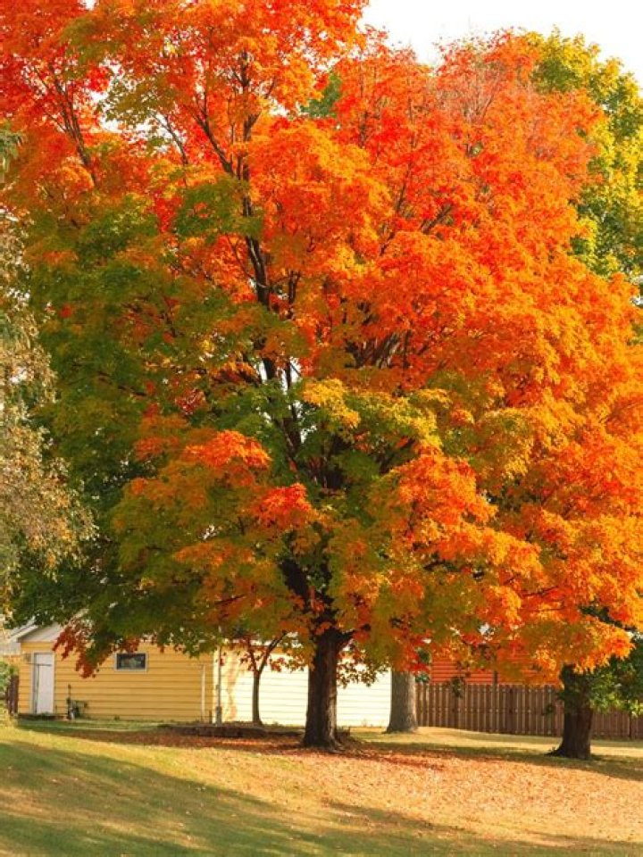 How do you plant an October Glory maple tree