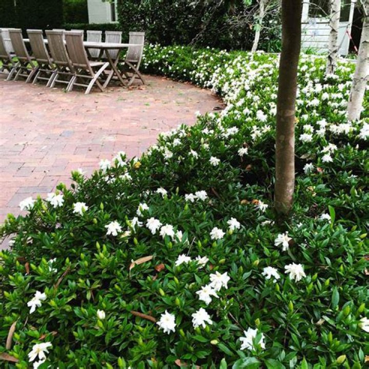 How do you plant Gardenia radicans
