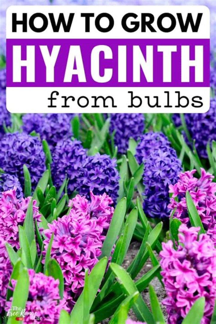 How do you plant hyacinth bulbs after they bloom
