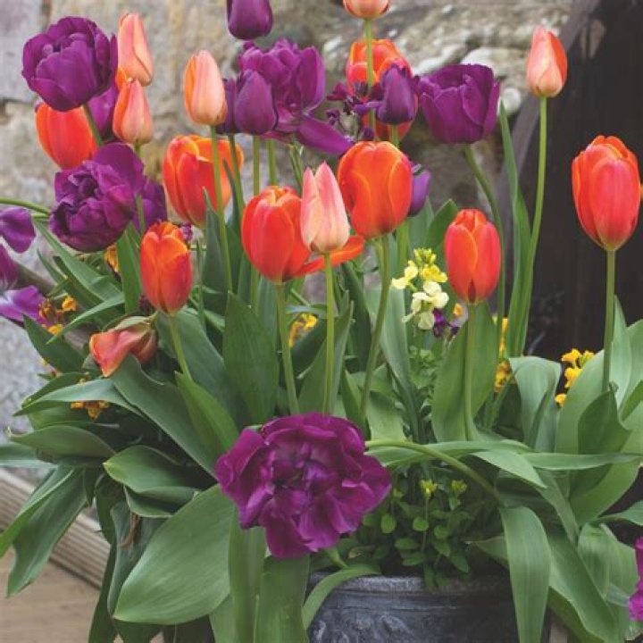 How do you plant tulip bulbs in South Africa