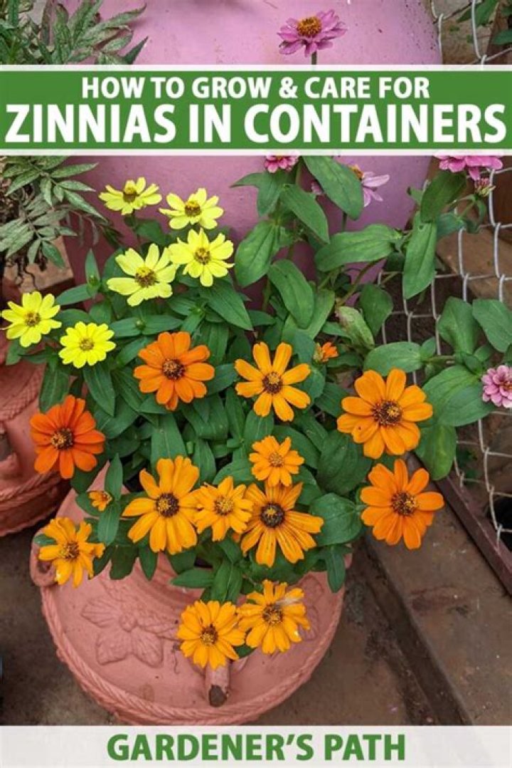 How do you plant zinnias in the ground
