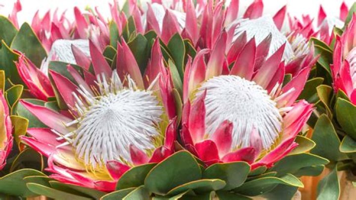 How do you preserve a king protea