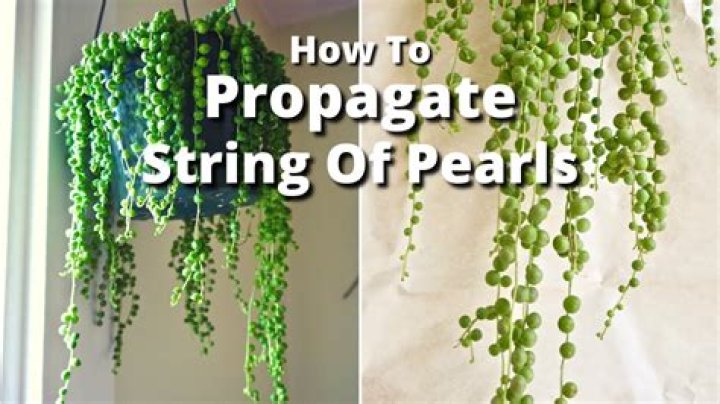 How do you propagate mother of pearls?