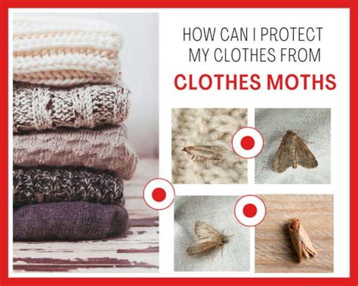 How do you protect wool clothes from moths