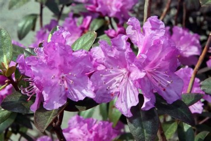 How do you prune a large rhododendron