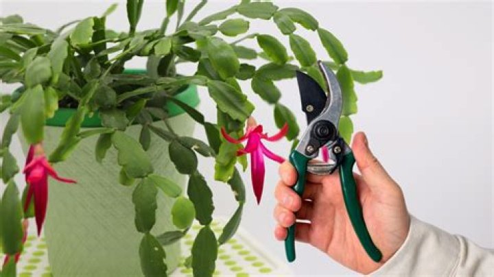 How do you prune a Ti plant