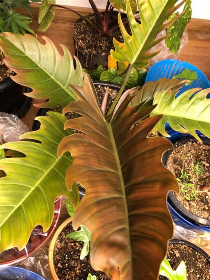 How do you repot a philodendron