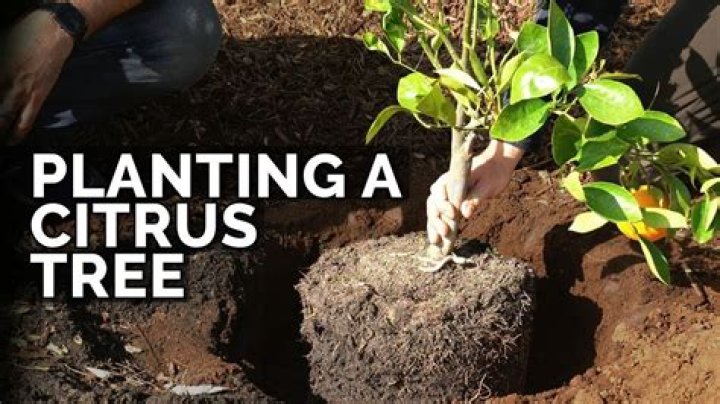 How do you repot citrus trees