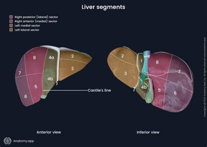 How do you segment your liver?