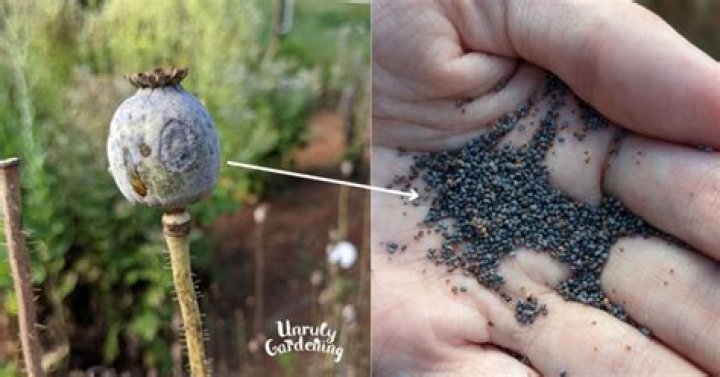 How do you separate poppy seedlings