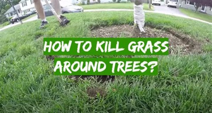 How do you stop grass from growing around trees