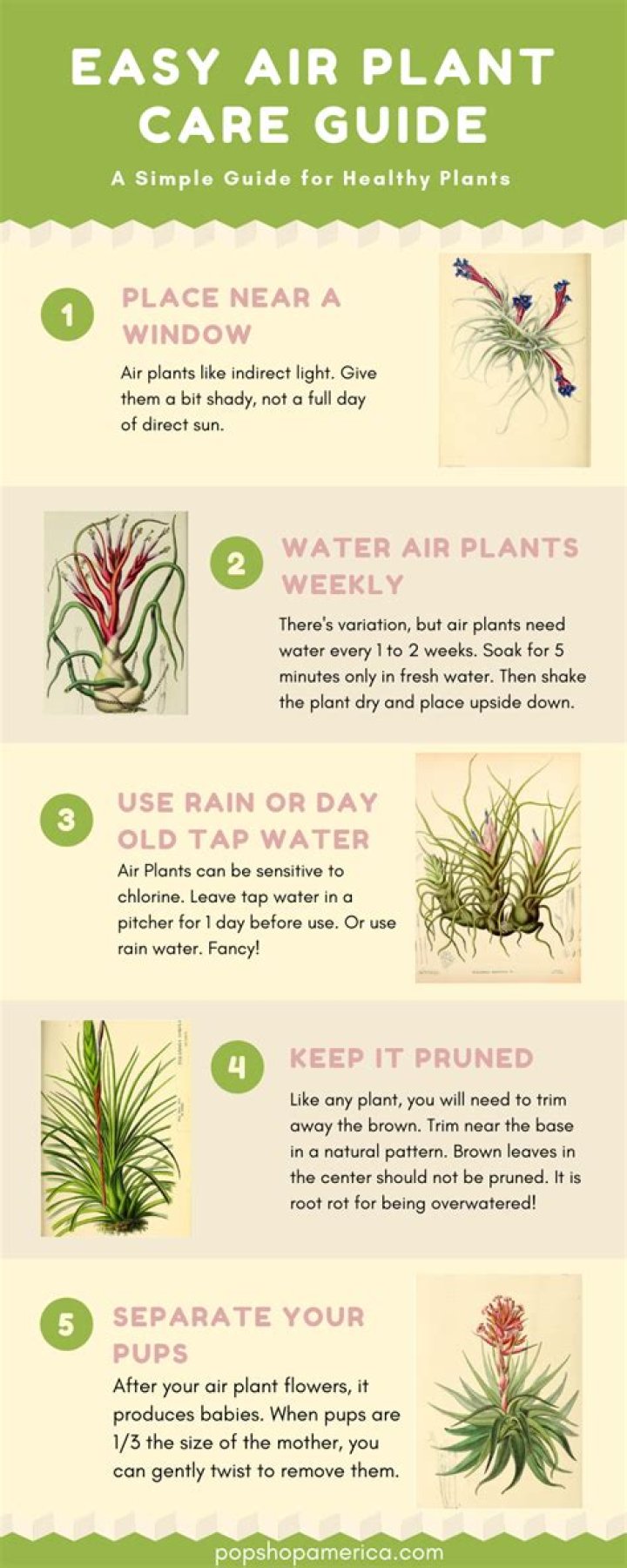 How do you take care of a Hawaiian plant