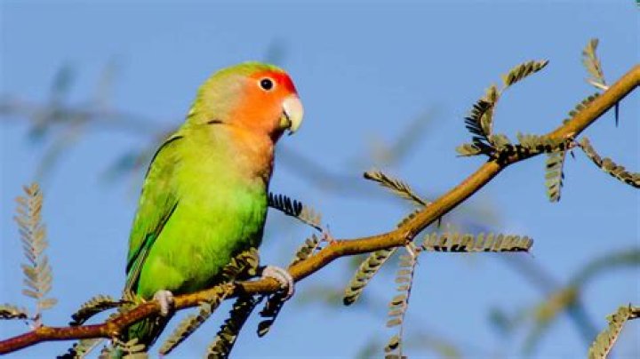 How do you take care of a peach faced lovebird?