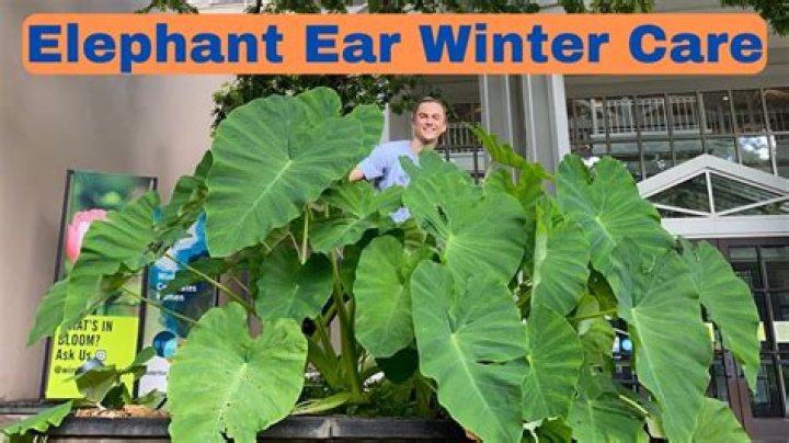 How do you take care of large elephant ears