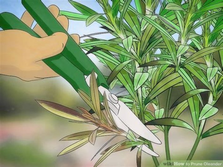 How do you take care of Nerium oleander