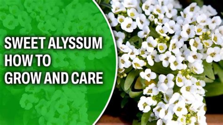 How do you take care of sweet alyssum