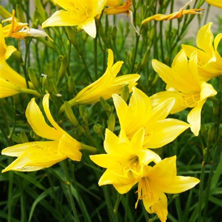 How do you take care of yellow daylilies?