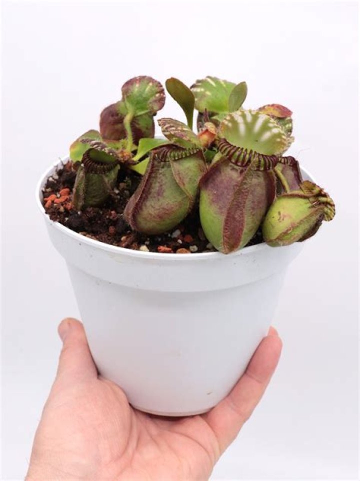 How do you treat Cephalotus Follicularis