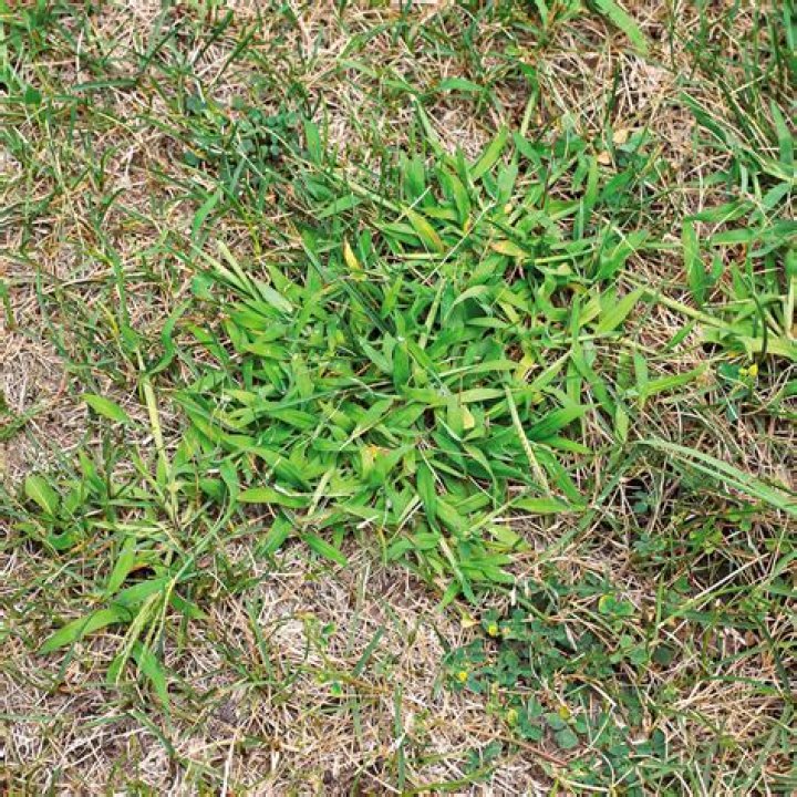 How do you treat crabgrass in the fall?