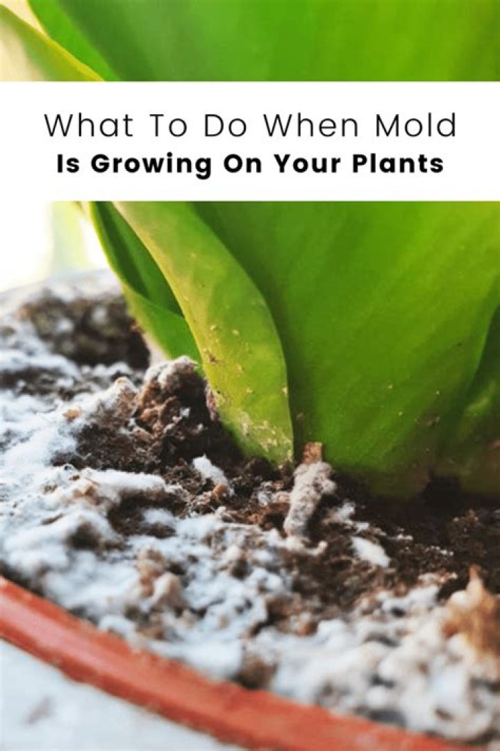 How do you treat gray mold on plants