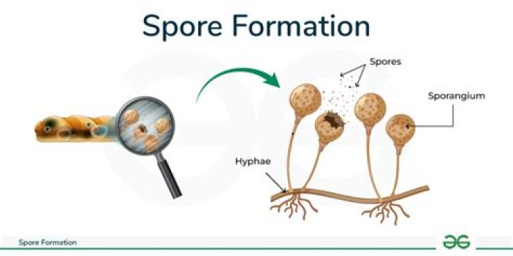 How do you treat milky spores