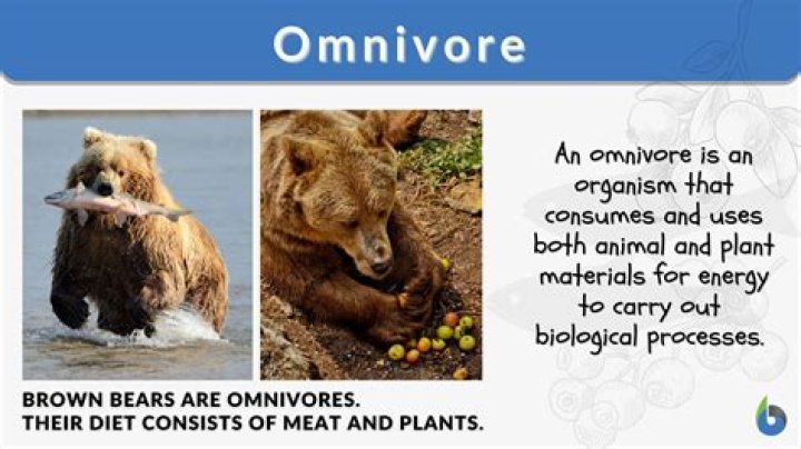 How do you use omnivorous in a sentence