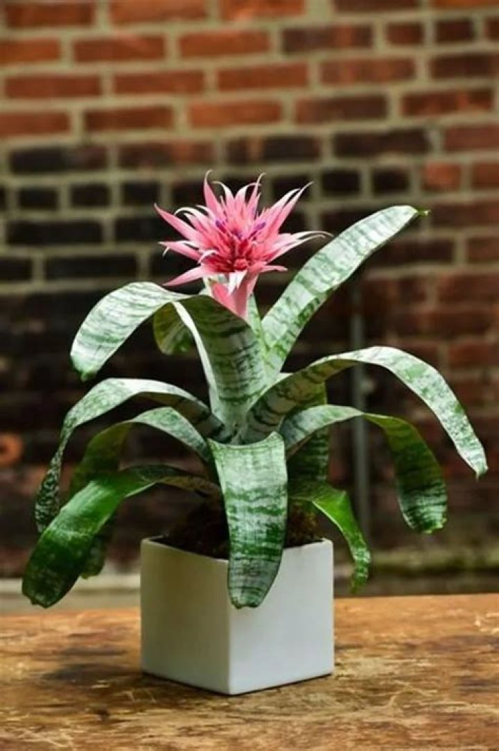 How do you water Aechmea fasciata