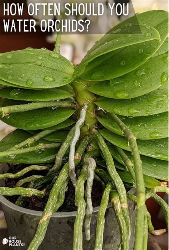 How do you water an orchid in bark?