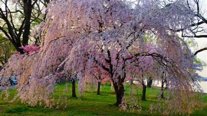 How do you winterize a weeping cherry tree